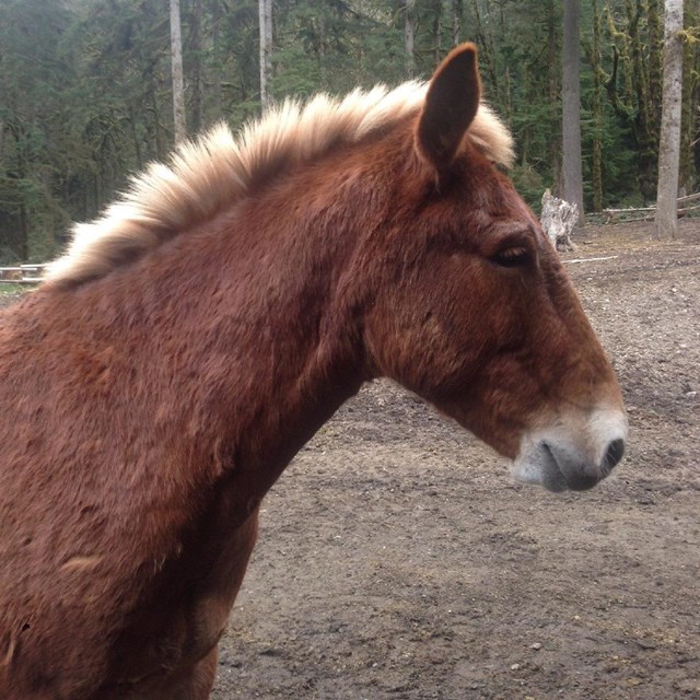 A brown mule with a short blonde mane.