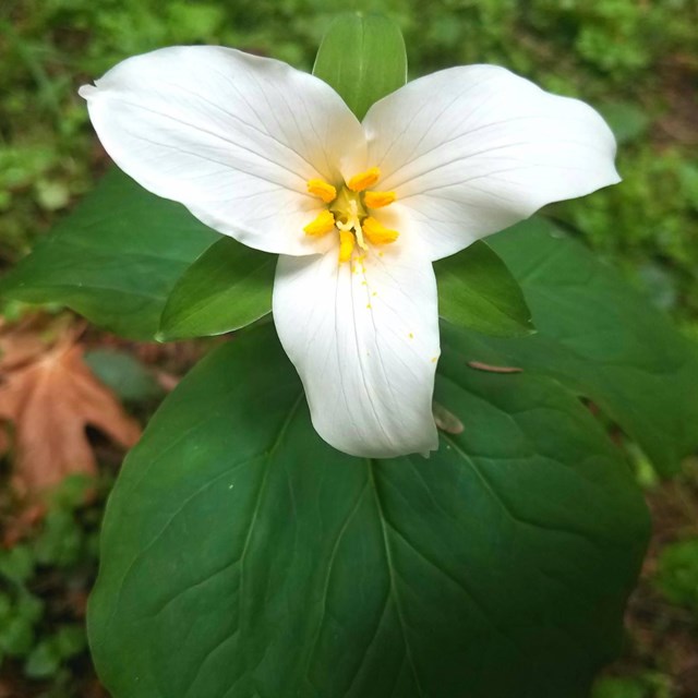 A white trillium flower with three pointed petals.