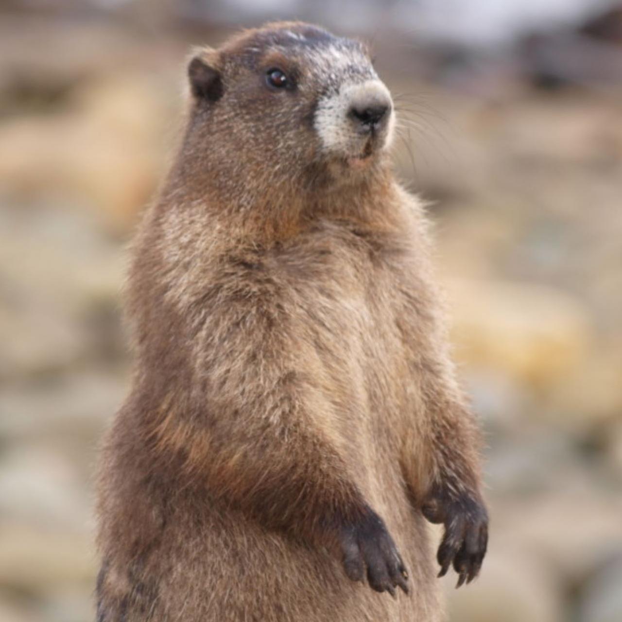 A small rodent stands up on its hind legs.