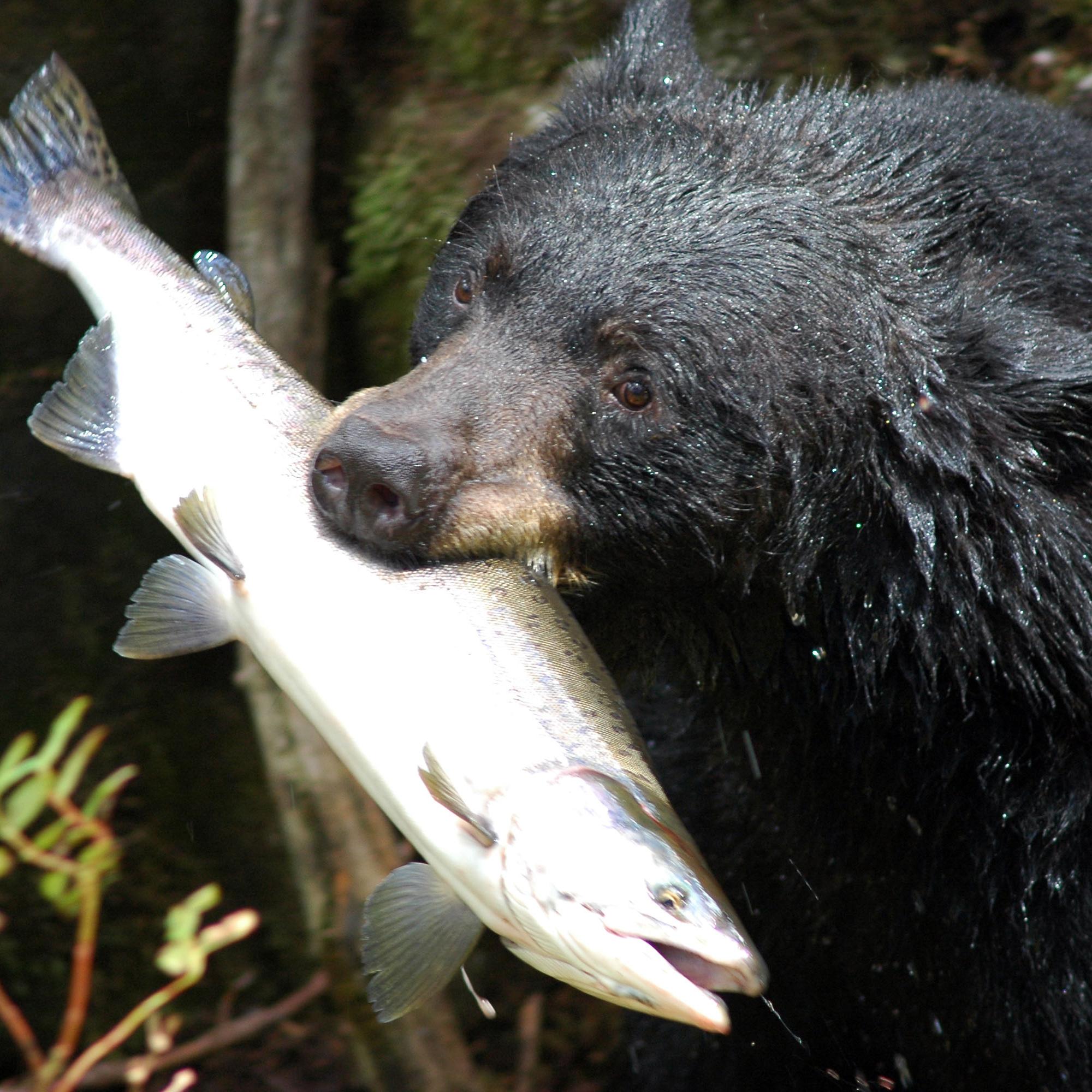 A black bear with a large fish in its mouth.
