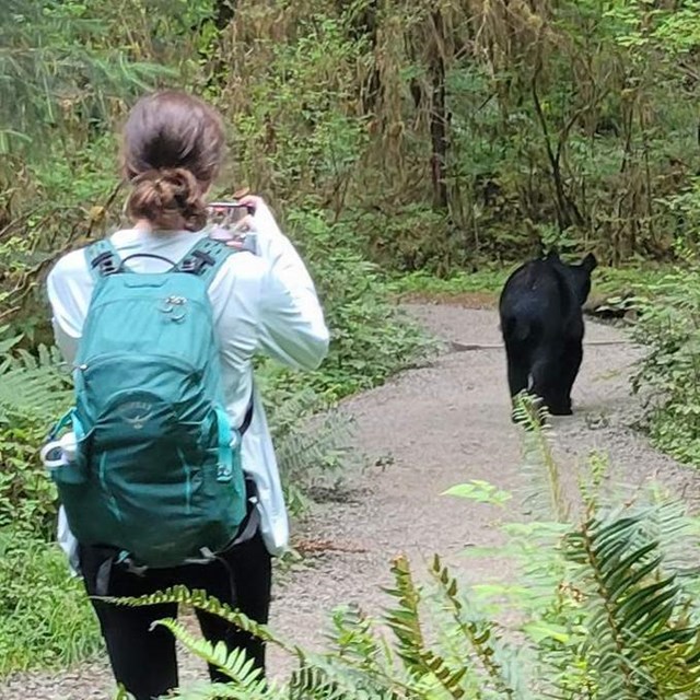 A person stands on a trail facing a black bear