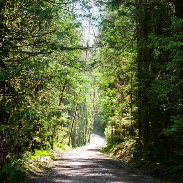 A paved trail dappled with sunshine as it winds through a forest of tall trees.