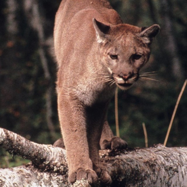 A cougar climbing over a log.