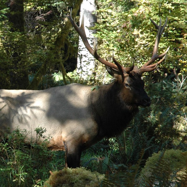 An elk in a forest.