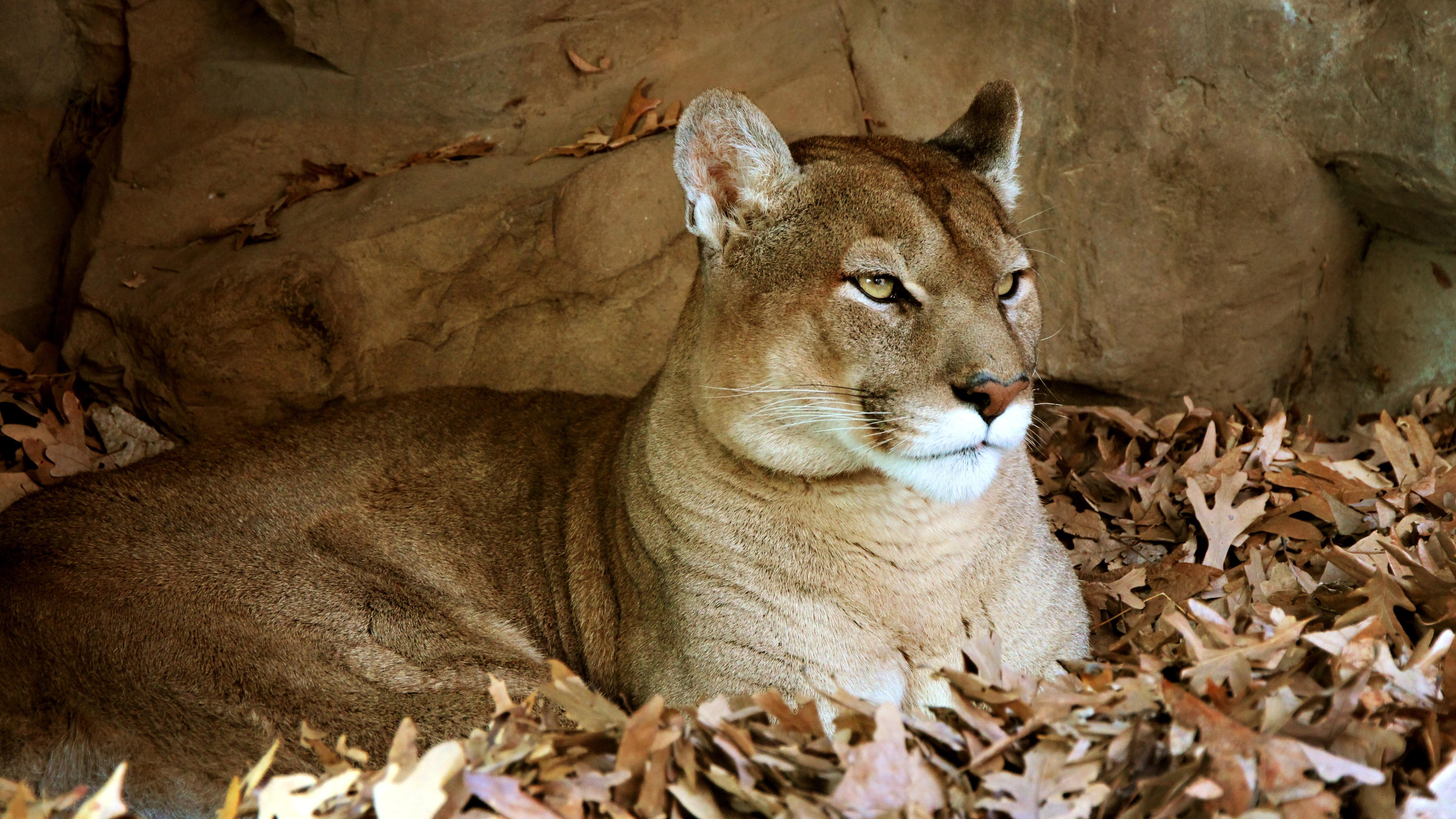 A cougar resting in fallen leaves in front of a tan stone wall.