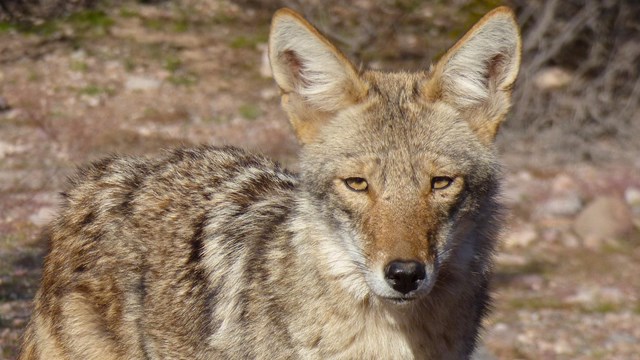 A coyote with large amber eyes looks toward the camera.