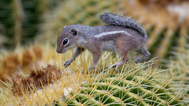 A Harris antelope ground squirrel picks its way over cactus spines. 