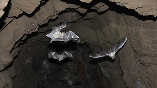 Three small black California leaf-nosed bats fly from their roost in a cave.