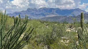 The Ajo mountain range surrounded by desert plants, with a fully-leaved ocotillo in the foreground.