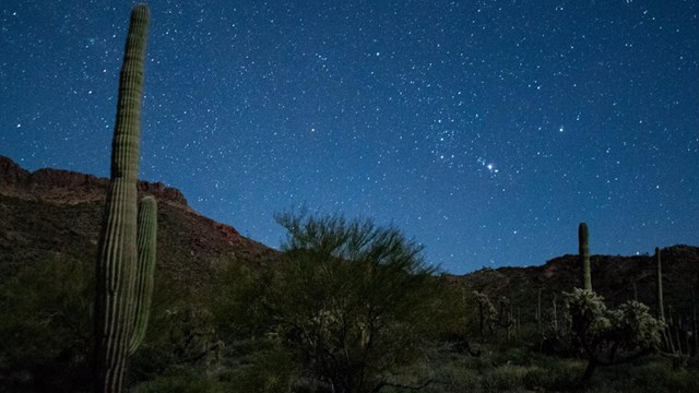 A starry sky is the backdrop for Sonoran Desert plants. 