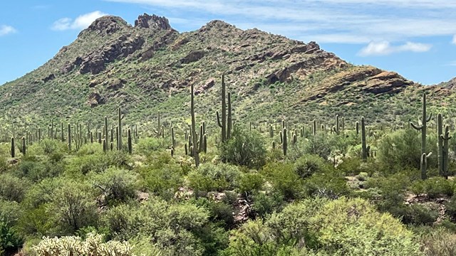 The green Sonoran Desert, with cacti, trees, and grass, in front of a mountain.