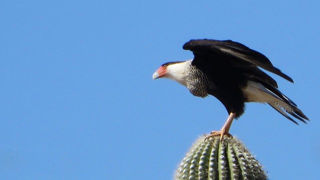 A black and white bird of prey prepares to take flight from a cactus.