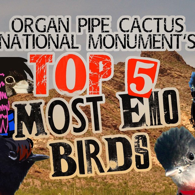 A group of birds in emo clothes and hairstyles gather around text that reads 