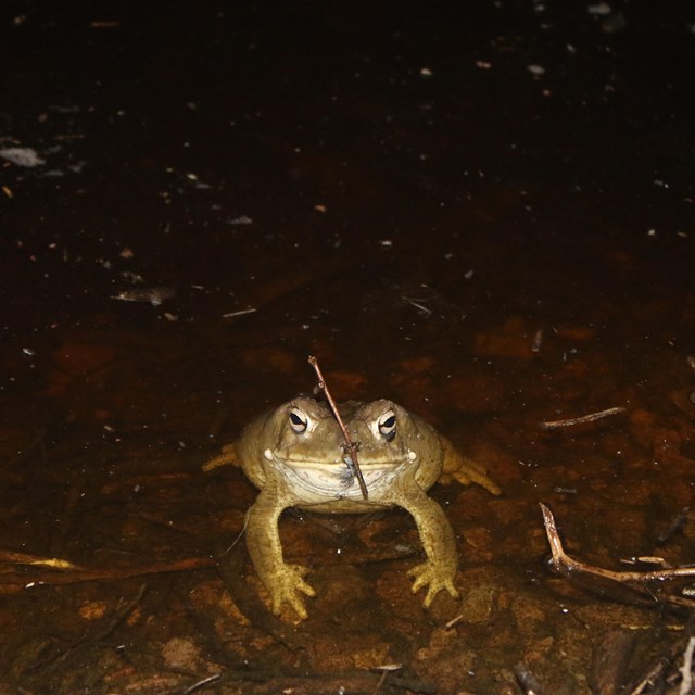 A Sonoran Desert Toad emerges from a dark pool of water, a stick perched awkwardly between its eyes.
