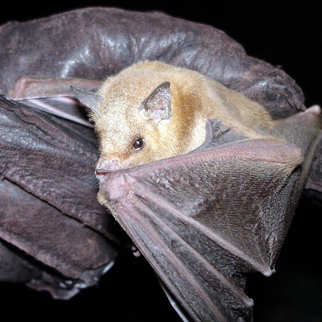 A Lesser Long-Nosed Bat, held in a gloved hand, partially covers its face with its wing. 
