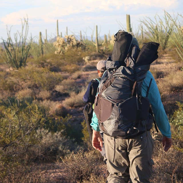 A group of visitors hike into the distance on a rocky trail flanked by desert vegetation
