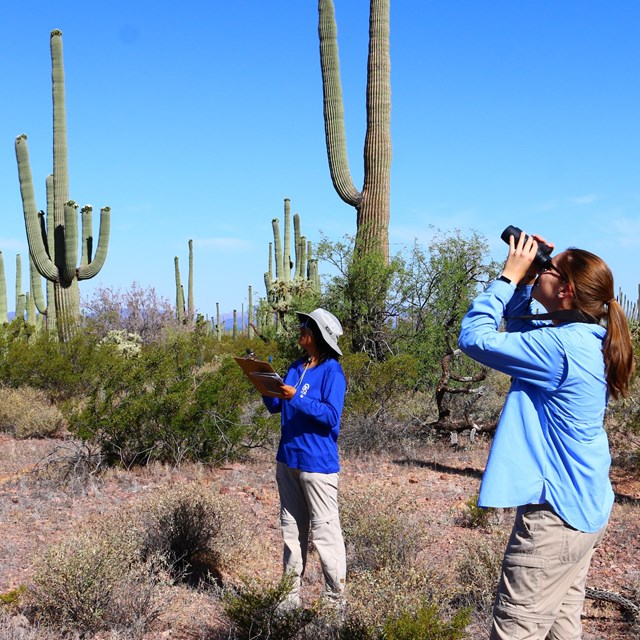 Two people using binoculars stand by a saguaro cactus