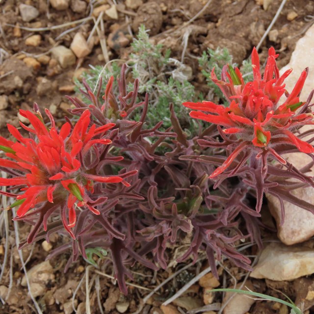 A stout desert paintbrush bursts from dry desert soil, its thin red flowers exploding with color.