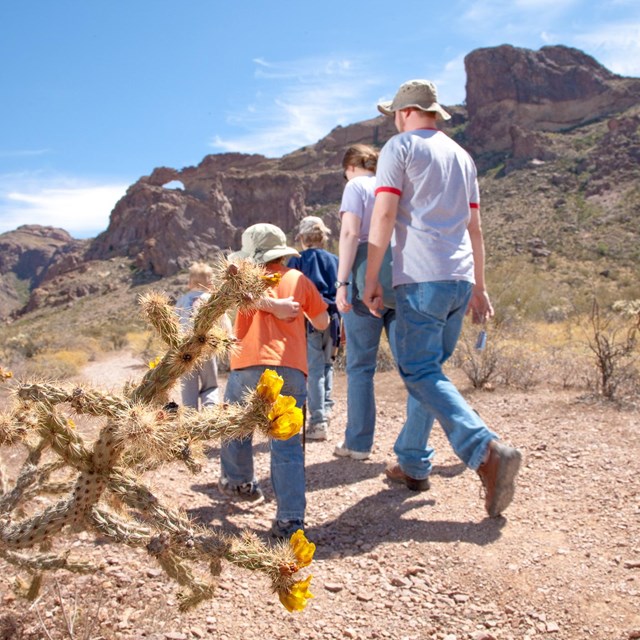 Father, mother and child walk up a desert trail. cactus in foreground
