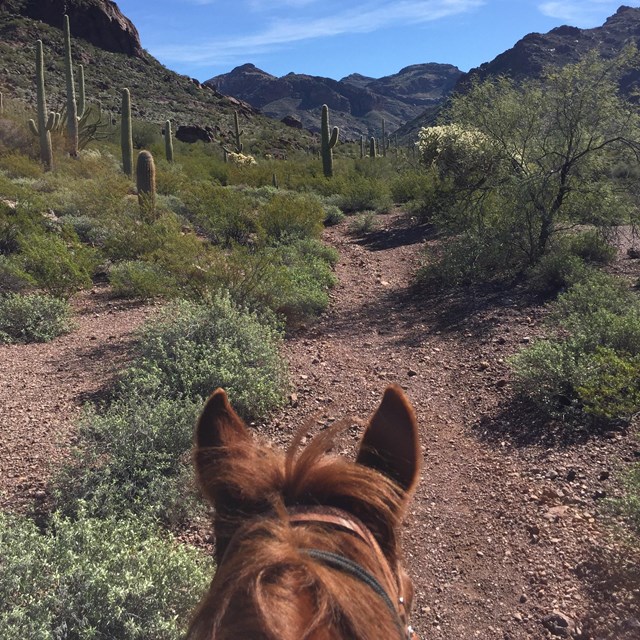View up a desert canyon, looking over horse ears