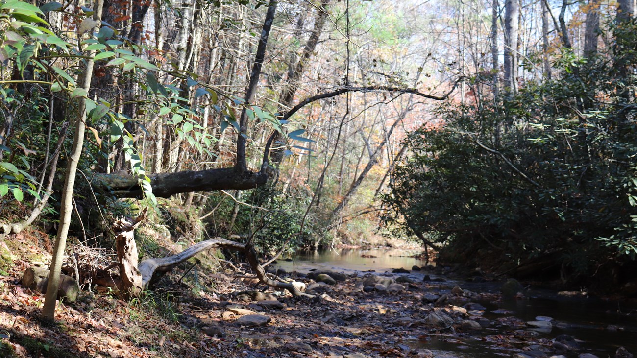 A rocky stream in a forest