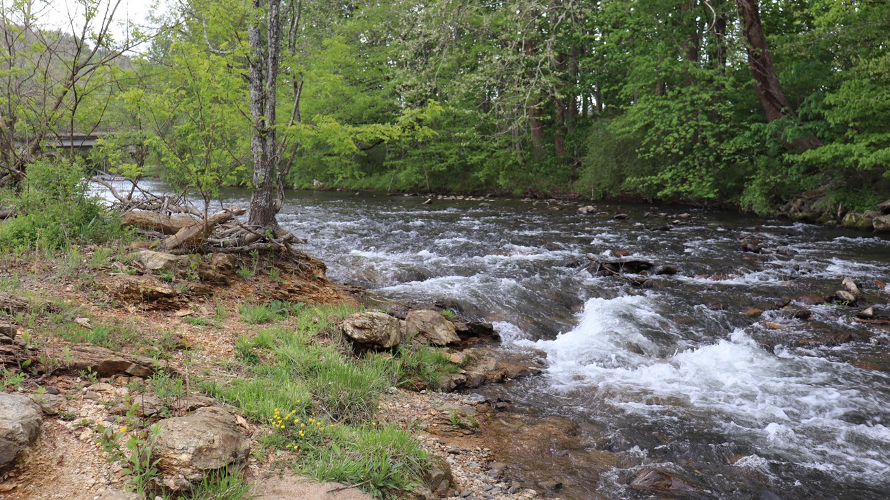 A river flows over rocks and past a tree