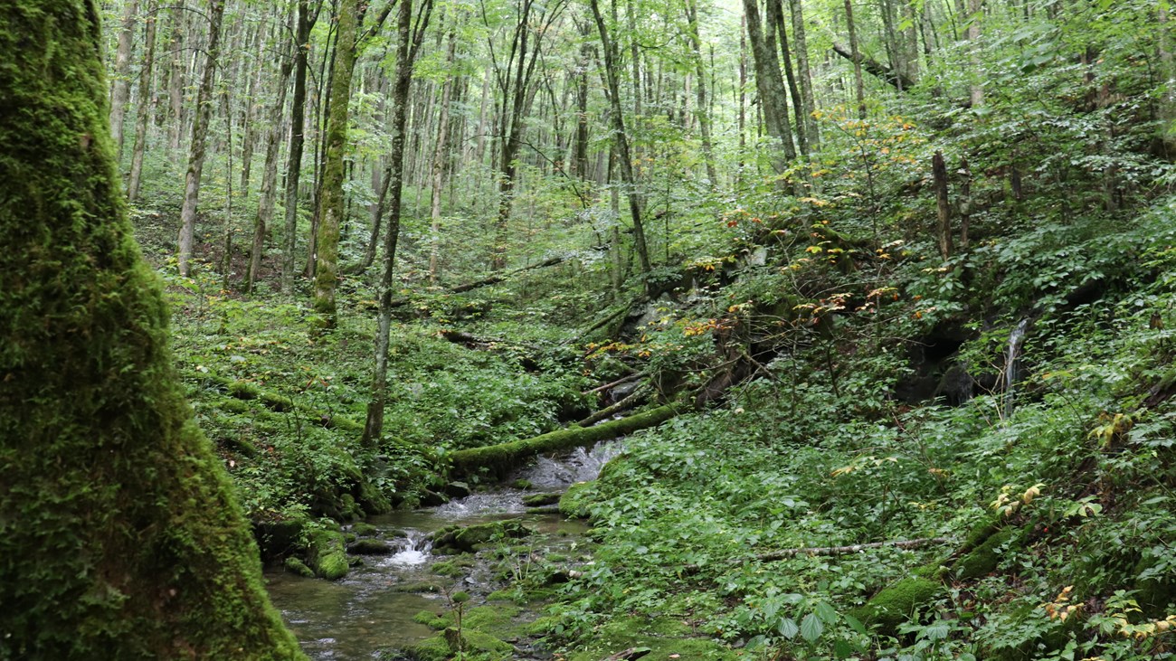 A steep trail climbs up through thick forest