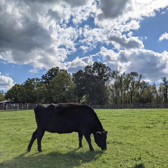 A black cow in a field