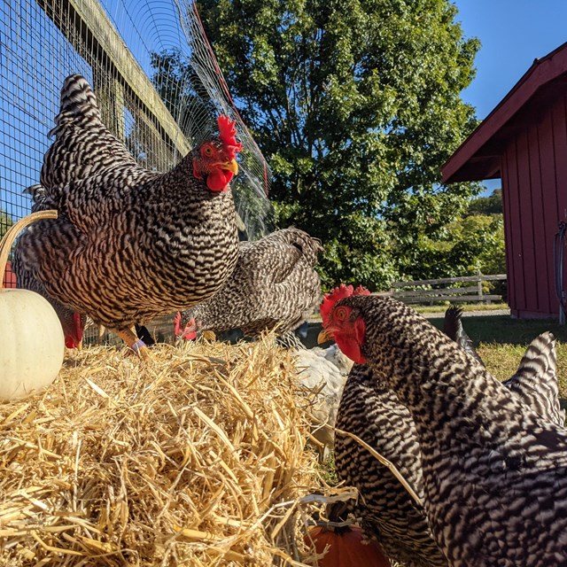 chickens surround a hay bale and pumpkins