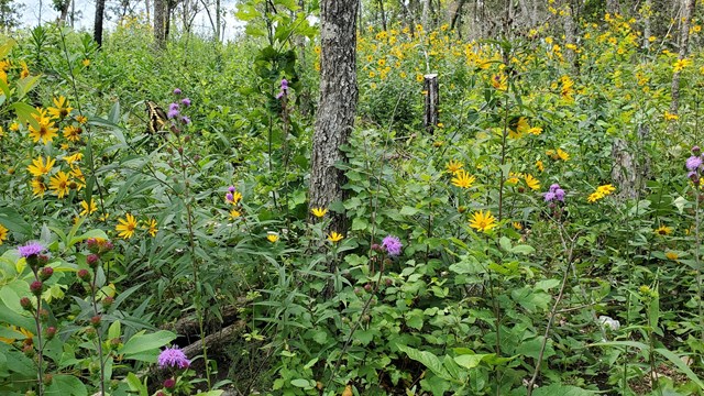 A forest floor is covered in wildflowers and small brush.