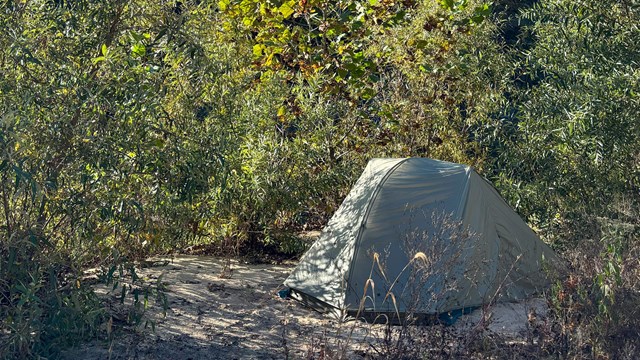 A tent is set up between willows and small shrubs.