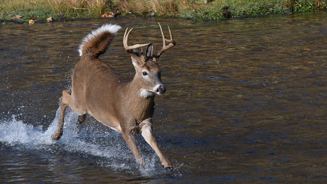 A deer bounds across a river.