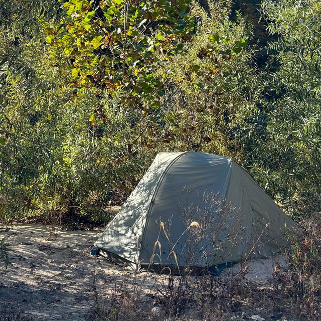 A tent is set up between willows and small shrubs.