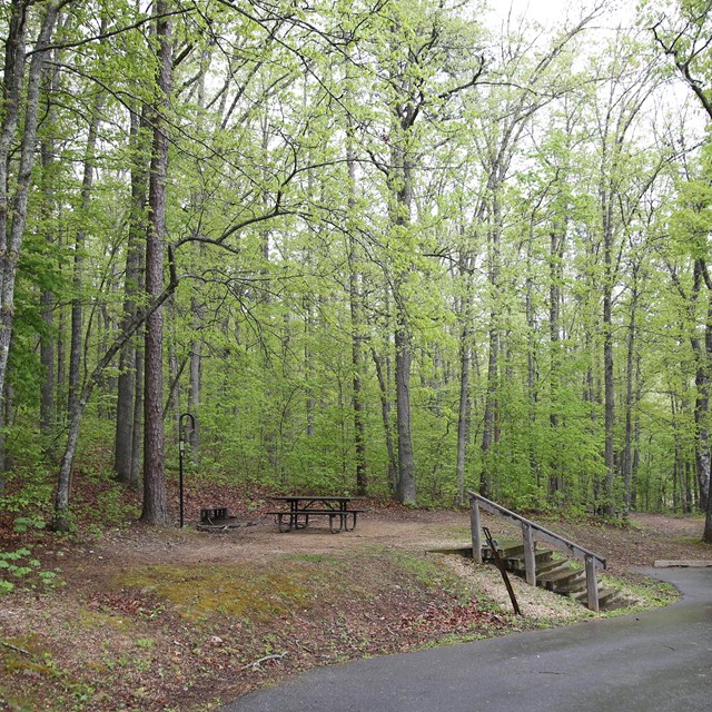 A mossy campsite is shaded by large trees.