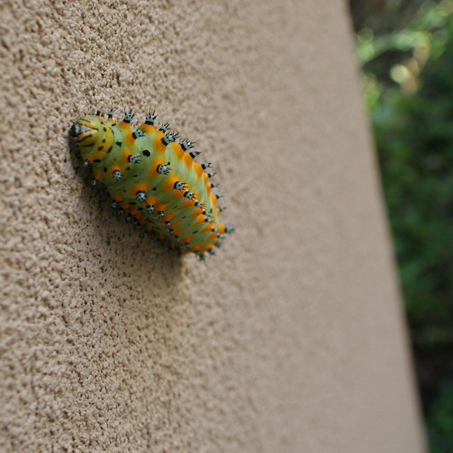 Green and yellow spotted caterpillar climbs up a wall.