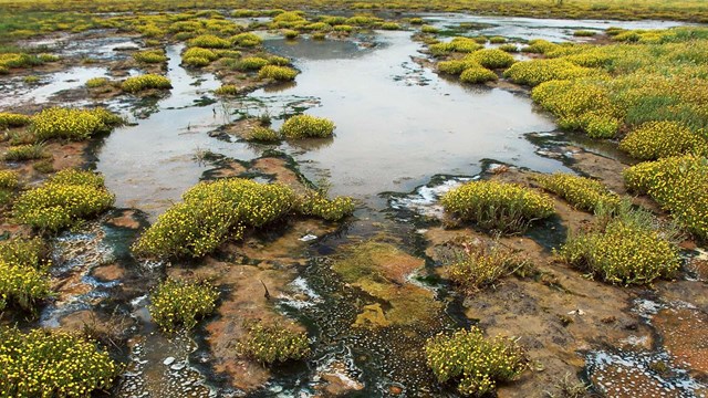 Aerial view of wetlands.