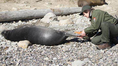 NPS staff applying a small pink flipper tag to the tail of a young elephant seal