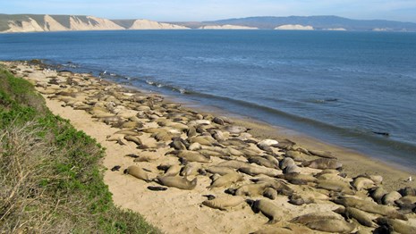 Hundreds of elephant seals covering a long section of beach