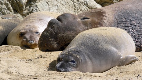 Weaned elephant seal pups with a bull elephant seal