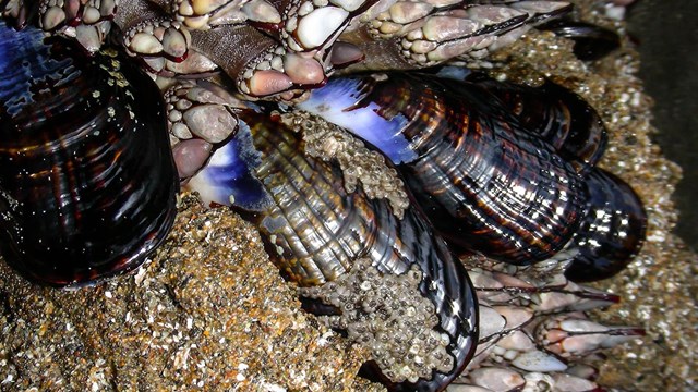 Close up of mussels in the intertidal zone.