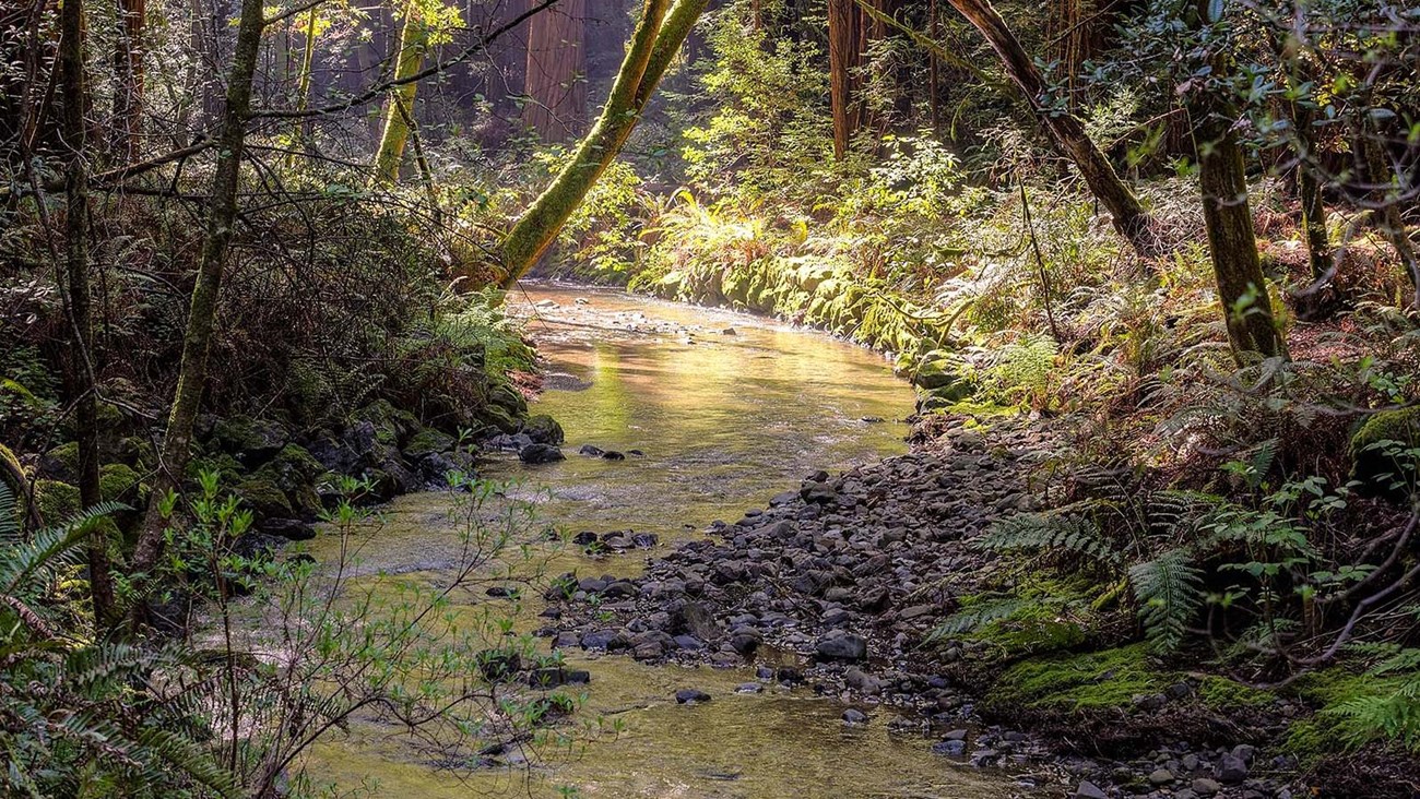 Photo of light streaming in through a forest onto a creek.
