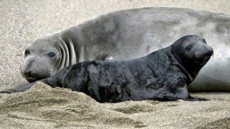 Elephant seal mother and her black pup