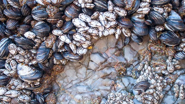 Close up of barnacles and mussels in the intertidal zone.