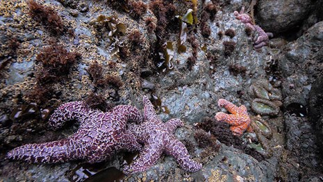 intertidal zone starfish