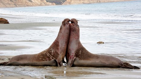 Elephant seal bulls facing off in a bloody battle on a Point Reyes beach