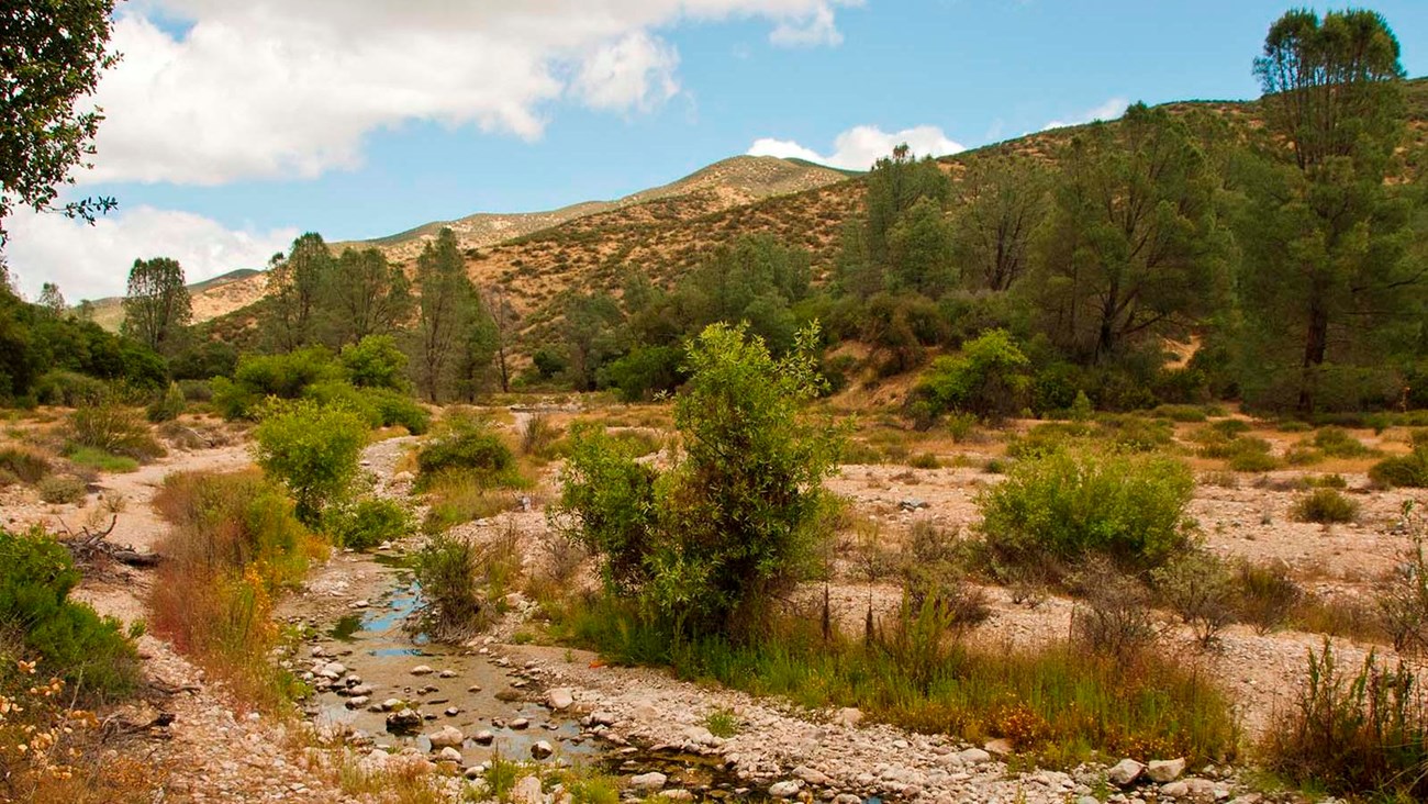 Typical riparian habitat at Pinnacles National Park.