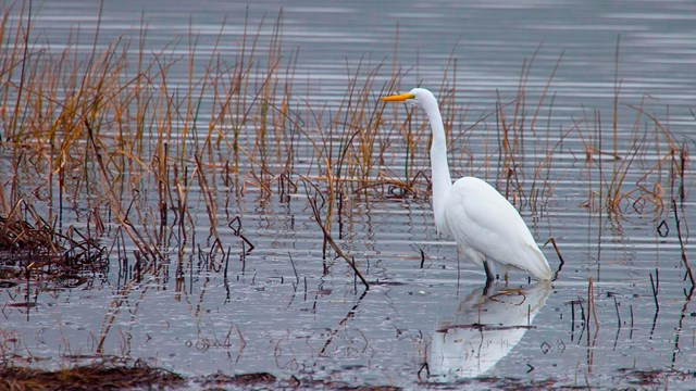 Egret wades by shore of wetland habitat.