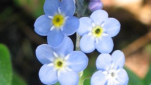 Photo of a Forget me not