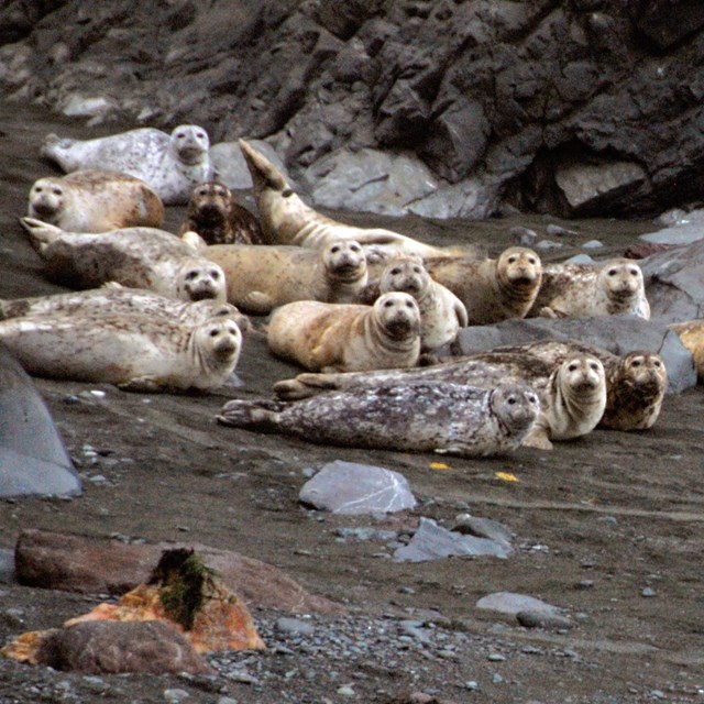 A group of harbor seals hauled out on a beach