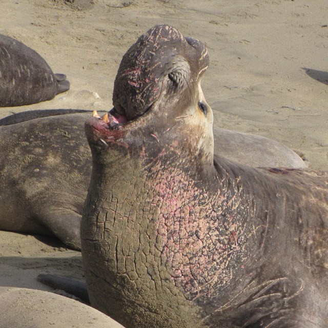 A bull elephant seal trumpeting over his harem